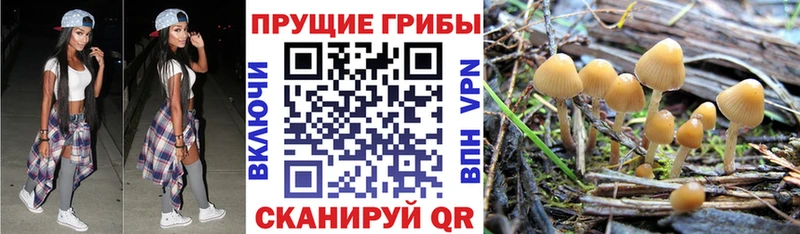 blacksprut зеркало  Щёлково  Псилоцибиновые грибы Magic Shrooms 